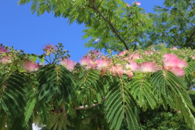 Albizia Julibrissin 'in çiçekleri açık yeşil yaprakların arasında mavi gökyüzüne karşı. Güneşli bir yaz gününde pembe-sarı kabarık çiçekli resimli bir ağaç dalı.