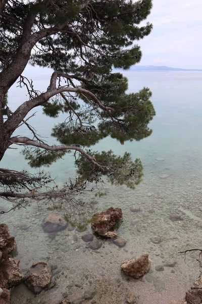 Beautiful Pine Tree Sea Cloudy Summer Day Picturesque Seascape Green — Stock Photo, Image