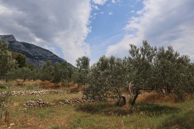 Gün batımında zeytin ağaçları bir dağ sırasının arka planına ve bulutlu mavi gökyüzüne karşı. Yüksek kayalık dağların ve zeytin bahçesinin resimli manzarası güzel beyaz bulutların ve mavi gökyüzünün arkaplanına karşı bir yaz akşamı