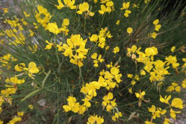 Yeşil arka planda parlak sarı çiçekleri olan bir çayırlık. Sarı cilt bakımı ve yeşil saplı güzel bir Gorse bitkisi. Güneşli bir yaz gününde yakın plan çiçek açar.