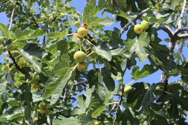Olgun sarı-yeşil meyveli incir ağacı ve güneşli bir sonbahar gününde mavi gökyüzüne karşı yeşil yapraklar. Hırvatistan 'ın deniz kıyısında güzel olgun incirleri olan resimli incir ağacı