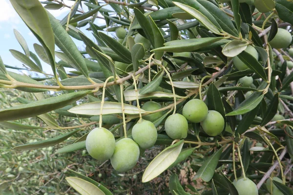 Las Aceitunas Grandes Verdes Una Rama Olivo Día Verano Una — Foto de Stock