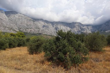 Yağmurdan sonra, kayalık yamaçlı ve gri bulutlu dağların arka planına karşı zeytin bahçesi. Yeşil zeytin ağaçlarının ve yaz günlerinde sarı kuru otların olduğu bir zemin üzerinde yağmur üstüne yağmur bulutları.