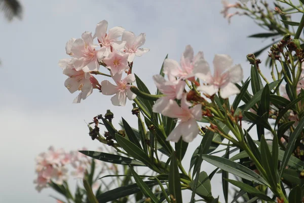 Flores Oleandro Rosa Brancas Contra Céu Nublado Cinza Dia Verão — Fotografia de Stock