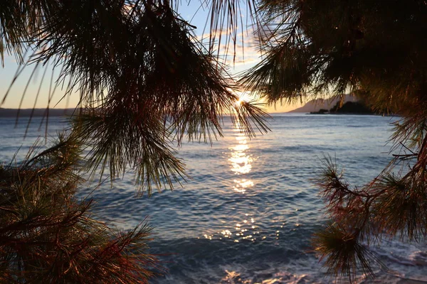 Picturesque Sunset Seaside Sun Shines Pine Branches Reflected Water Surface — Stock Photo, Image