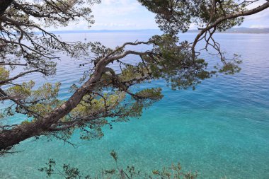 Hırvatistan 'ın güneşli bir yaz gününde, turkuaz mavi denizin arka planına karşı resim şeklinde çam dalları