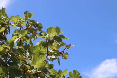 Güneşli bir günde mavi gökyüzüne karşı olgun, lezzetli meyveleri olan incir ağacı. İncir ağacında yeşil yapraklar ve olgunlaşmış sarı-kırmızı incirler parlak mavi bir arkaplanda