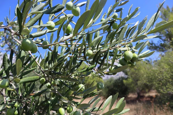 Grandes Azeitonas Verdes Ramo Oliveira Contra Céu Azul Brilhante Dia — Fotografia de Stock