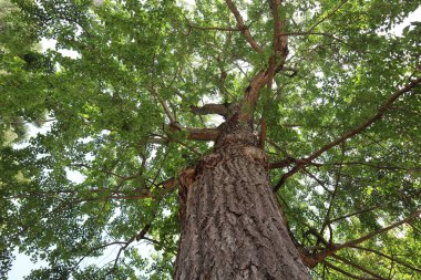 Ginkgo biloba tree with a strong trunk and branches with green leaves against a sky background