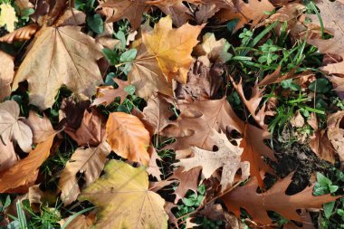 Düşen renkli sonbahar yaprakları yeşil çimlerin üzerinde
