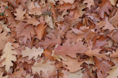 Sonbaharda meşe yaprakları, arkaplan resmi