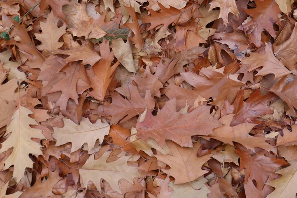 Sonbaharda meşe yaprakları, arkaplan resmi