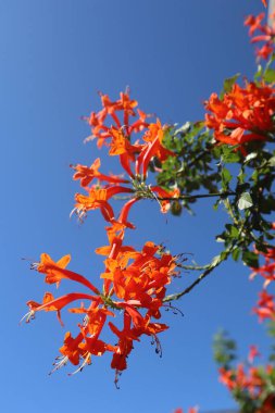 Mavi Gökyüzüne karşı Parlak Turuncu Hanımeli Çiçekleri