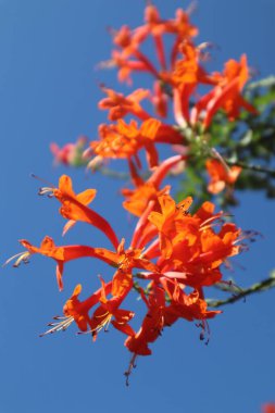 Mavi arka planda parlak taç yaprakları olan Hanımeli Çiçekleri