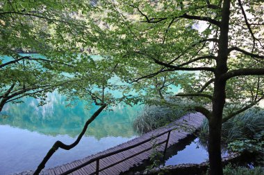 Ön plandaki kayaların arasında güzel bir göl yeşil yapraklı bir ağaç dalı, Plitvice Gölleri Ulusal Parkı