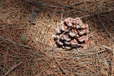 Düşen iğnelerin arka planında çam kozalakları