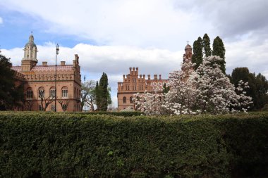 Çiçekli Manolya Ağaçlarıyla Chernivtsi Ulusal Üniversitesi
