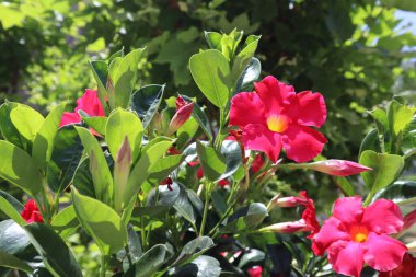 Pembe çiçek açan Mandevilla Sanderi, güneşli bir günde, yakın planda.