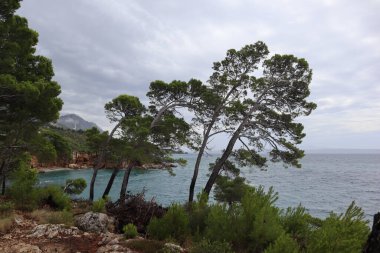 Adriyatik Denizi, Podgora ve Hırvatistan 'ın kayalık kıyılarında çam ağaçları