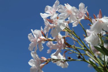 Hassas pembe - mavi arka planda beyaz zakkum çiçekleri