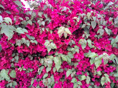 Canlı Pembe Bougainvillea Bush