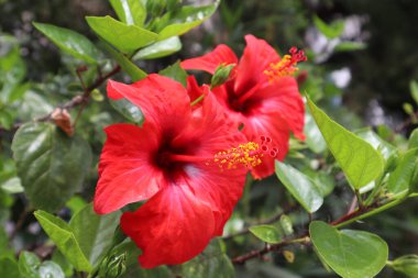 Çiçek açan kırmızı amber çiçeğinin canlı makro çekimi.