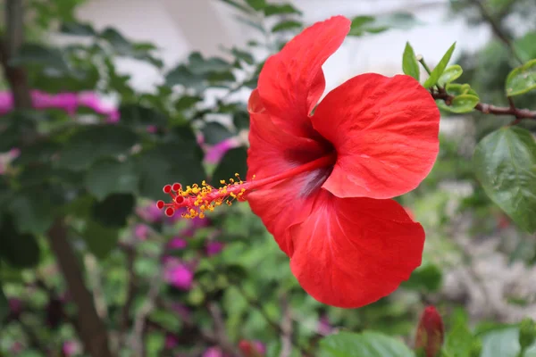 Güneşli bir yaz gününde kırmızı taç yaprakları ve tomurcuklarıyla çiçek açan bir amber çiçeği.