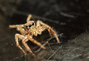 ormandaki sivrisinek