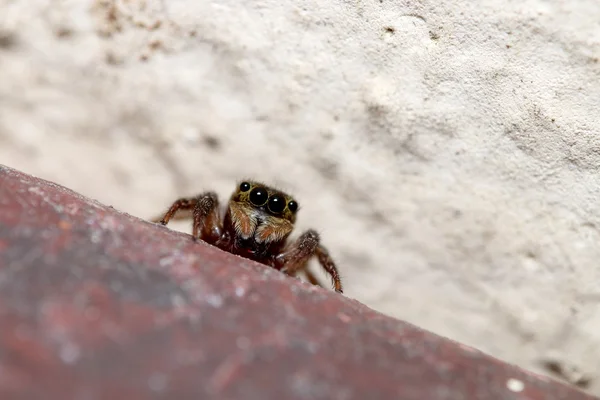 Moustique dans la forêt — Photo