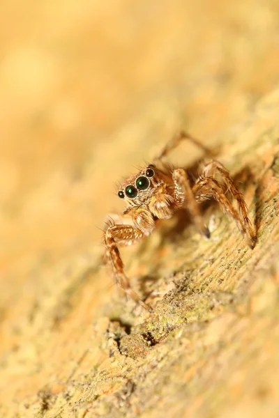 Moustique dans la forêt — Photo