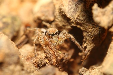 ormandaki sivrisinek