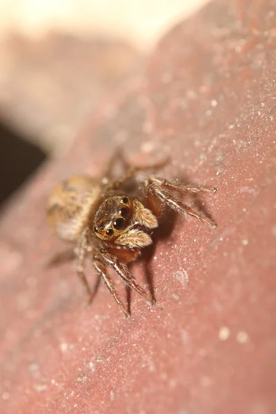 フォレスト内の蚊 — ストック写真
