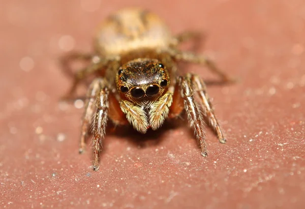 Стрибок павук в Таїланді — стокове фото