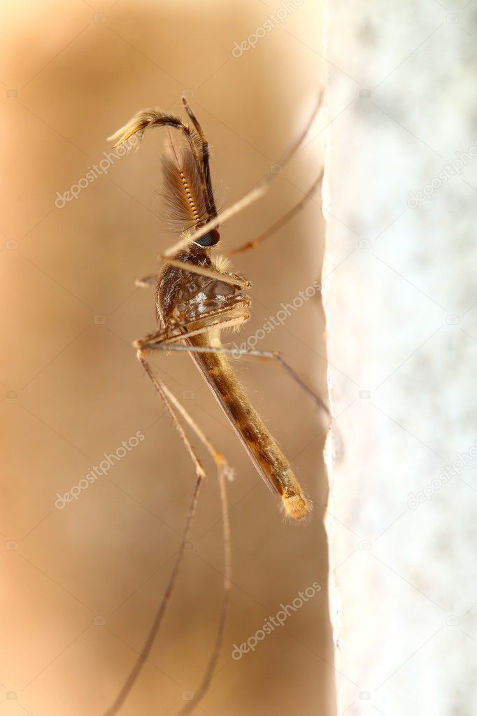 Mosquito in forest