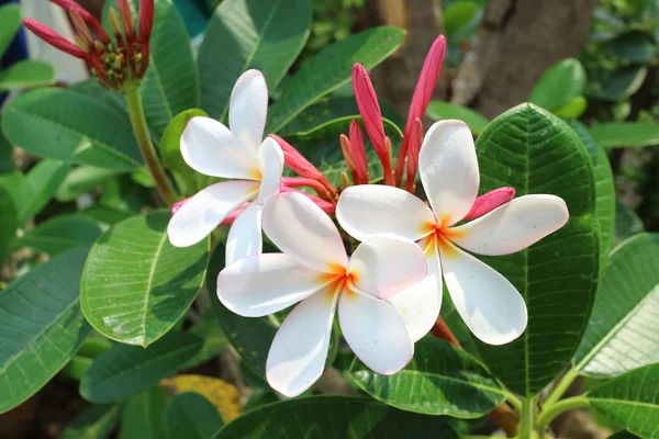 Thailändska vitt tempel blomma — Stockfoto