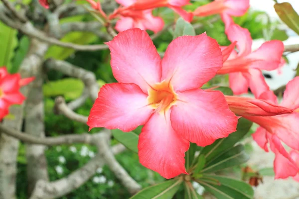Taylandlı küçük kırmızı çiçek — Stok fotoğraf