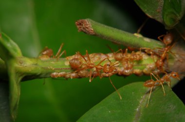 Yeşil yaprak ve ağaç küçük karınca