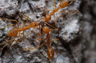 Yeşil yaprak ve ağaç küçük karınca