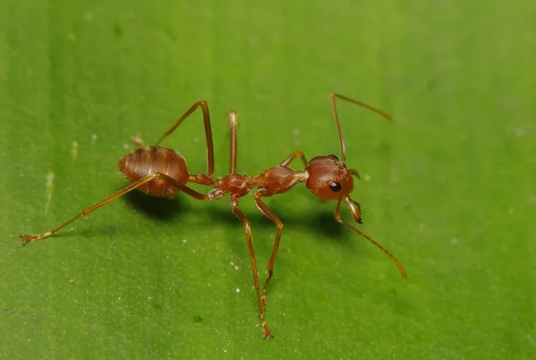 Маленька мураха на зеленому листі та дереві — стокове фото
