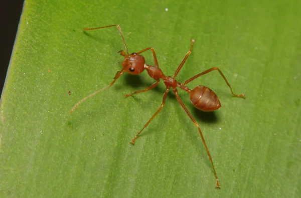 Pequena formiga em folha verde e árvore — Fotografia de Stock