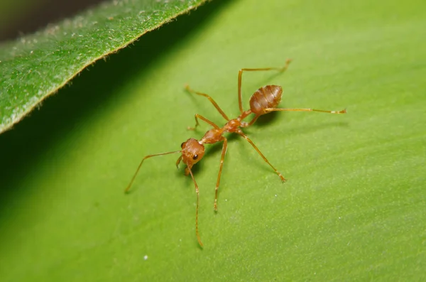 在绿色的叶子和树上的小蚂蚁 — 图库照片