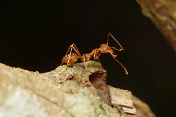 Mała mrówka na zielony liść i drzewa — Zdjęcie stockowe