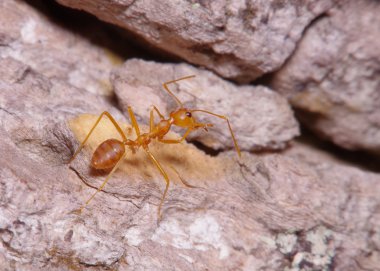 Yeşil yaprak ve ağaç küçük karınca