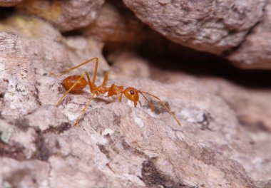 Yeşil yaprak ve ağaç küçük karınca