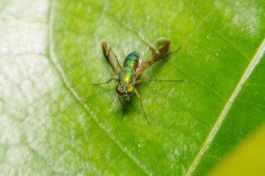 Yeşil bir bahçe içinde sinek böcek