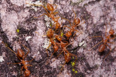 Yeşil yaprak ve ağaç küçük karınca