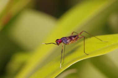 Yeşil bir bahçe içinde sinek böcek
