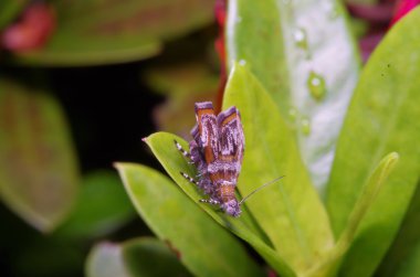 Yeşil bir bahçe içinde sinek böcek