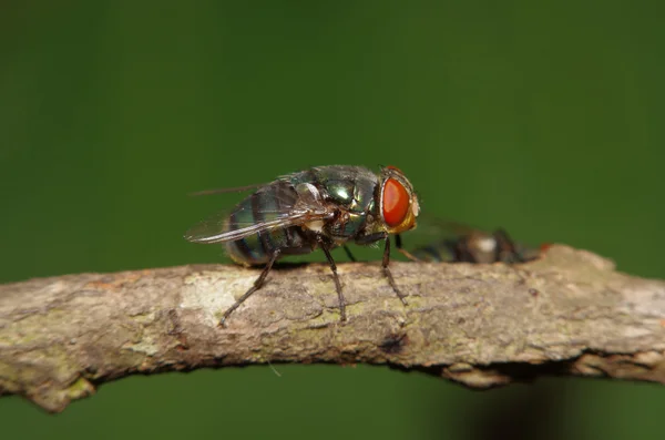 Mosca inseto no jardim verde — Fotografia de Stock