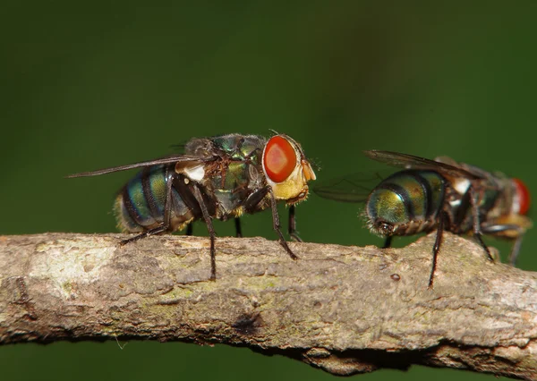 Insetto mosca nel giardino verde — Foto Stock